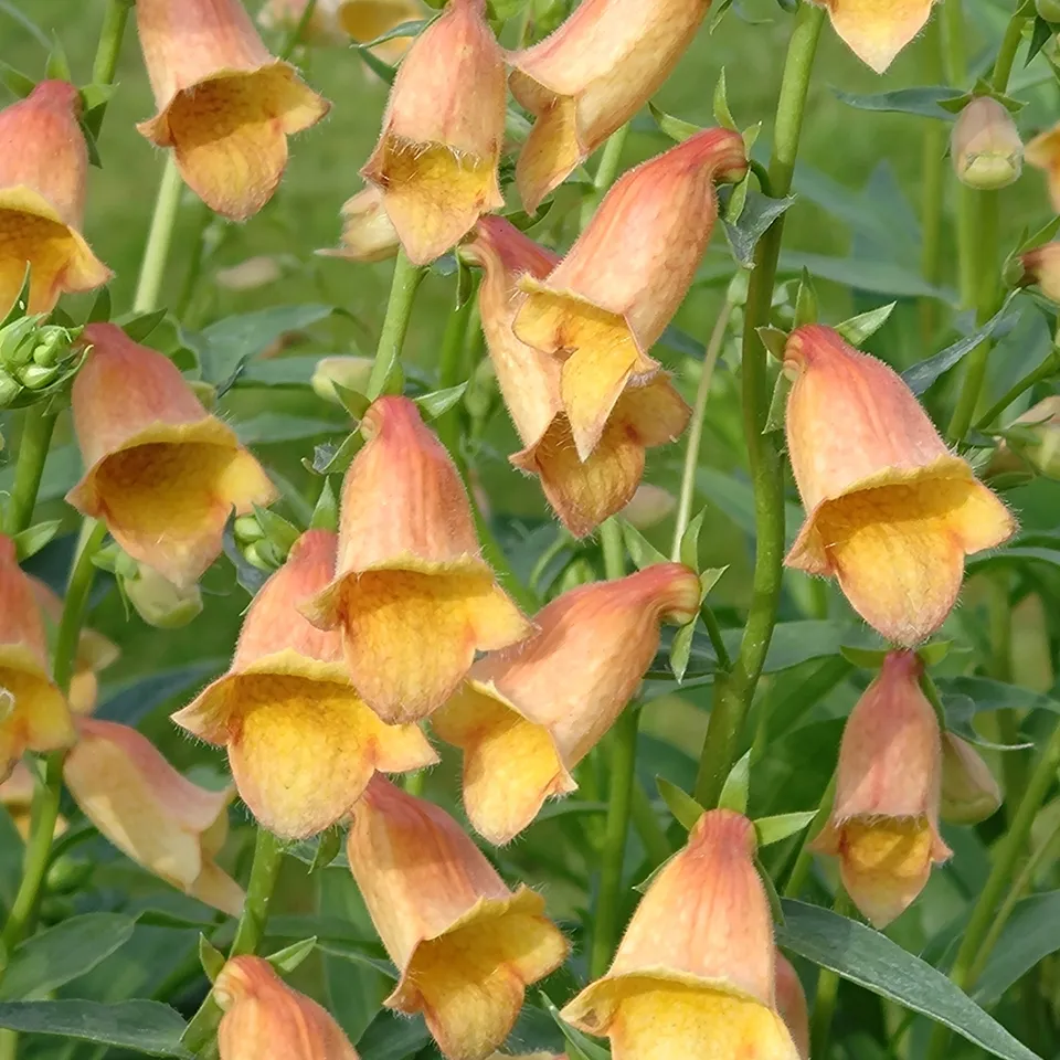 Passion Vivaces DIGITALIS X Goldcrest digitale jaune abricot pot 1 litre