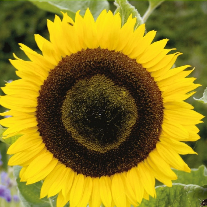 Bakker Tournesol Uniflorus Giganteus BIO sachet 3g jaune