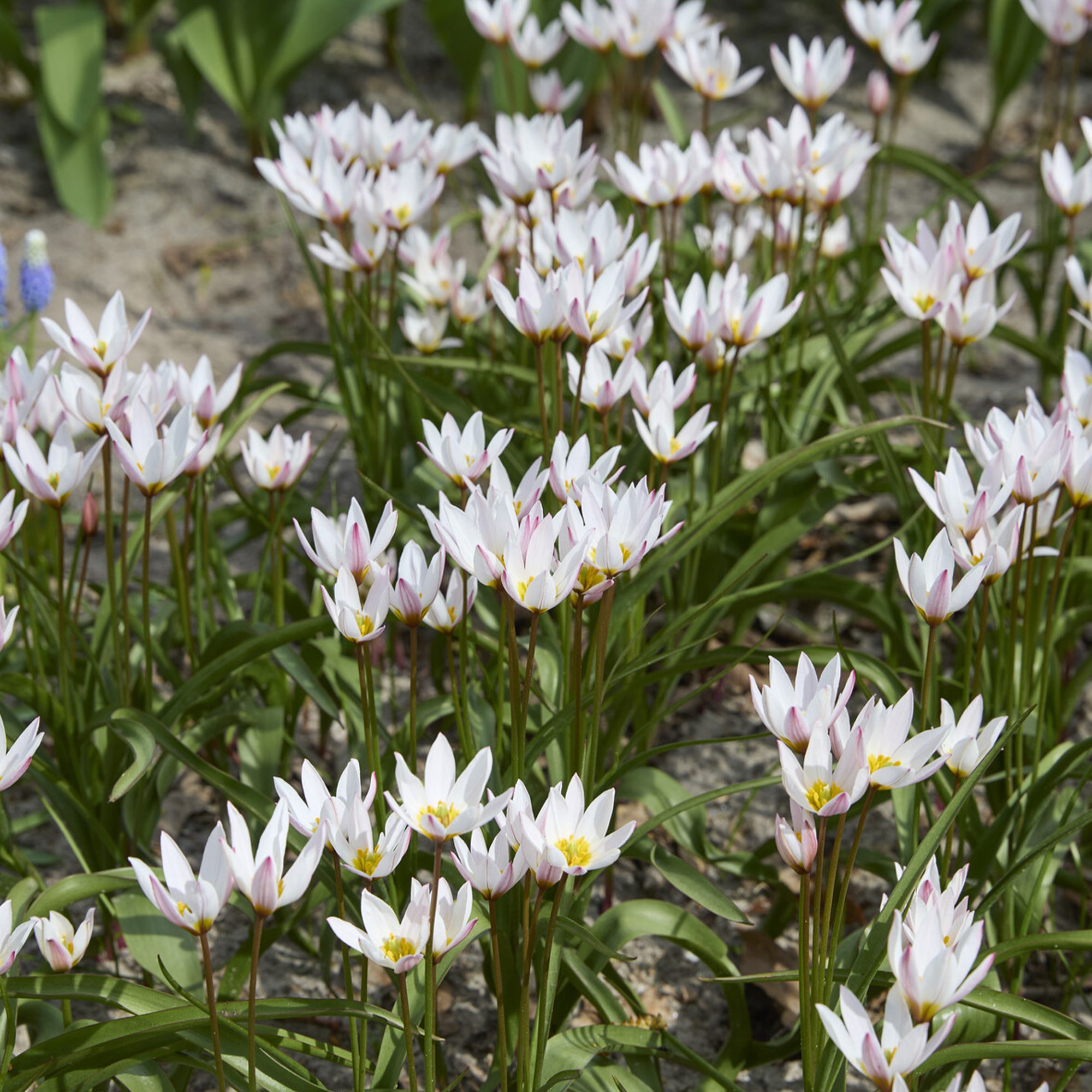 Bakker Tulipes botaniques Hilde bulbes blancs sachet 10 bulbes
