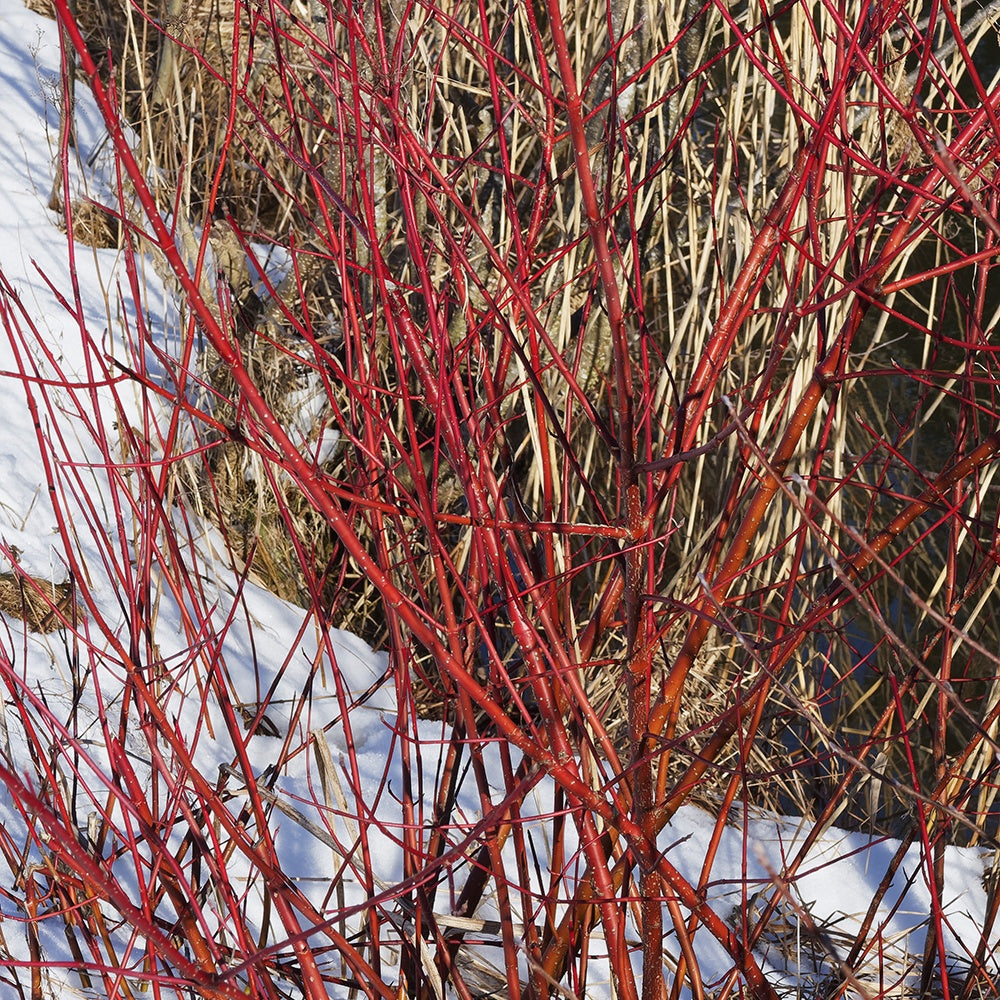 Bakker Elegantissima cornouiller blanc arbuste pot 1,5L panaché