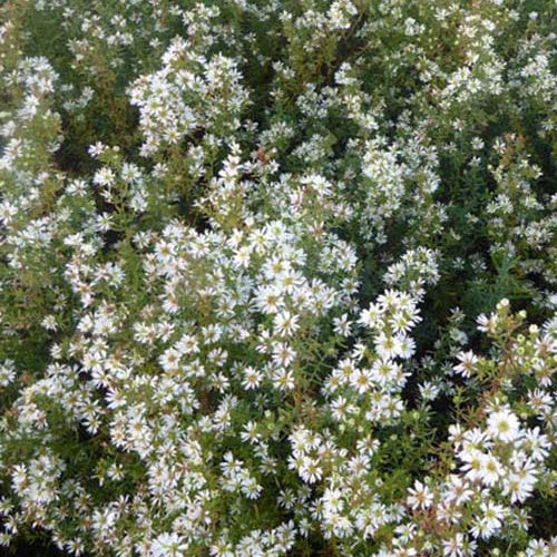 Bakker Plantes vivaces 3 Astères Schneetanne vivace pots blanc automne