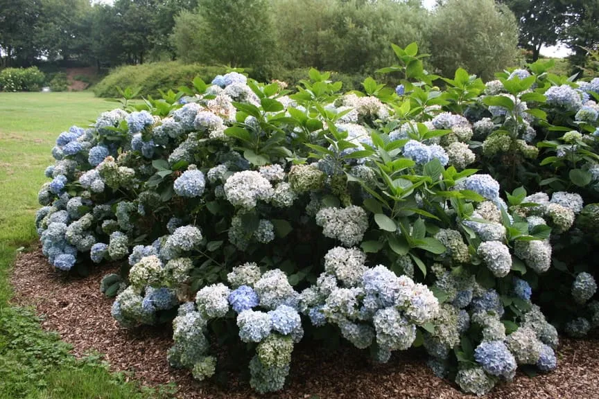 Les Hortensias du Haut Bois All Summer Beauty hortensia remontant