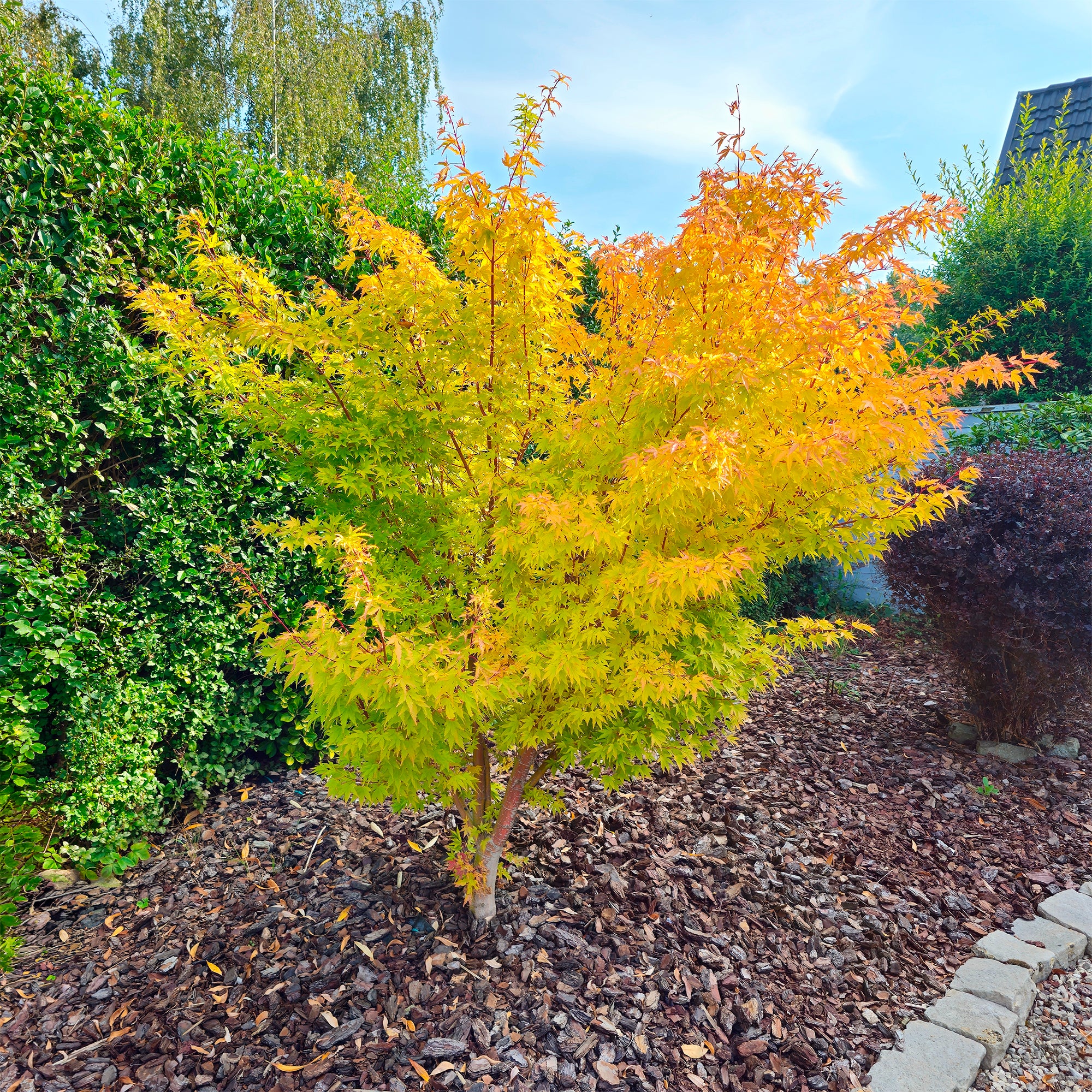 Bakker Érable du Japon Orange Dream arbre pot 1.2L