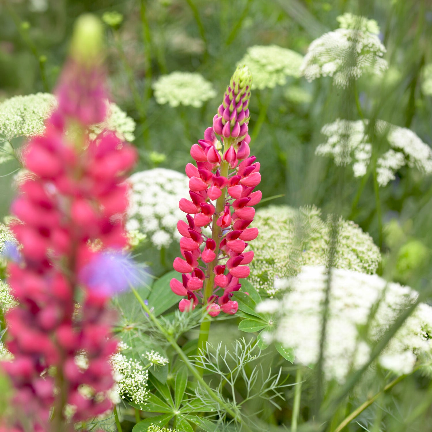 Bakker Lupin The Pages vivace pot Ø9cm fleurs rouges