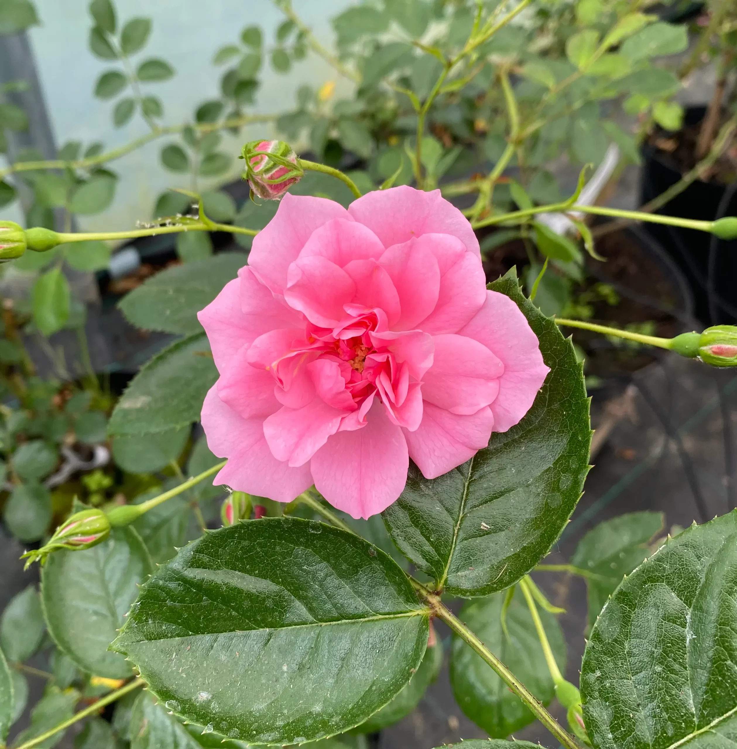 Michel Adam Porcelaine de Bayeux rosier grimpant rose tendre