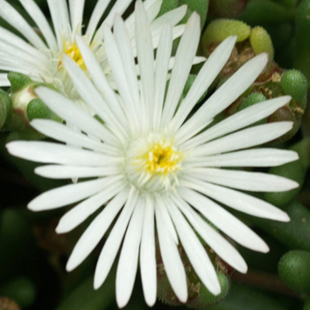 Bakker Graaf Reinet delosperma plante vivace pot 8cm blanc
