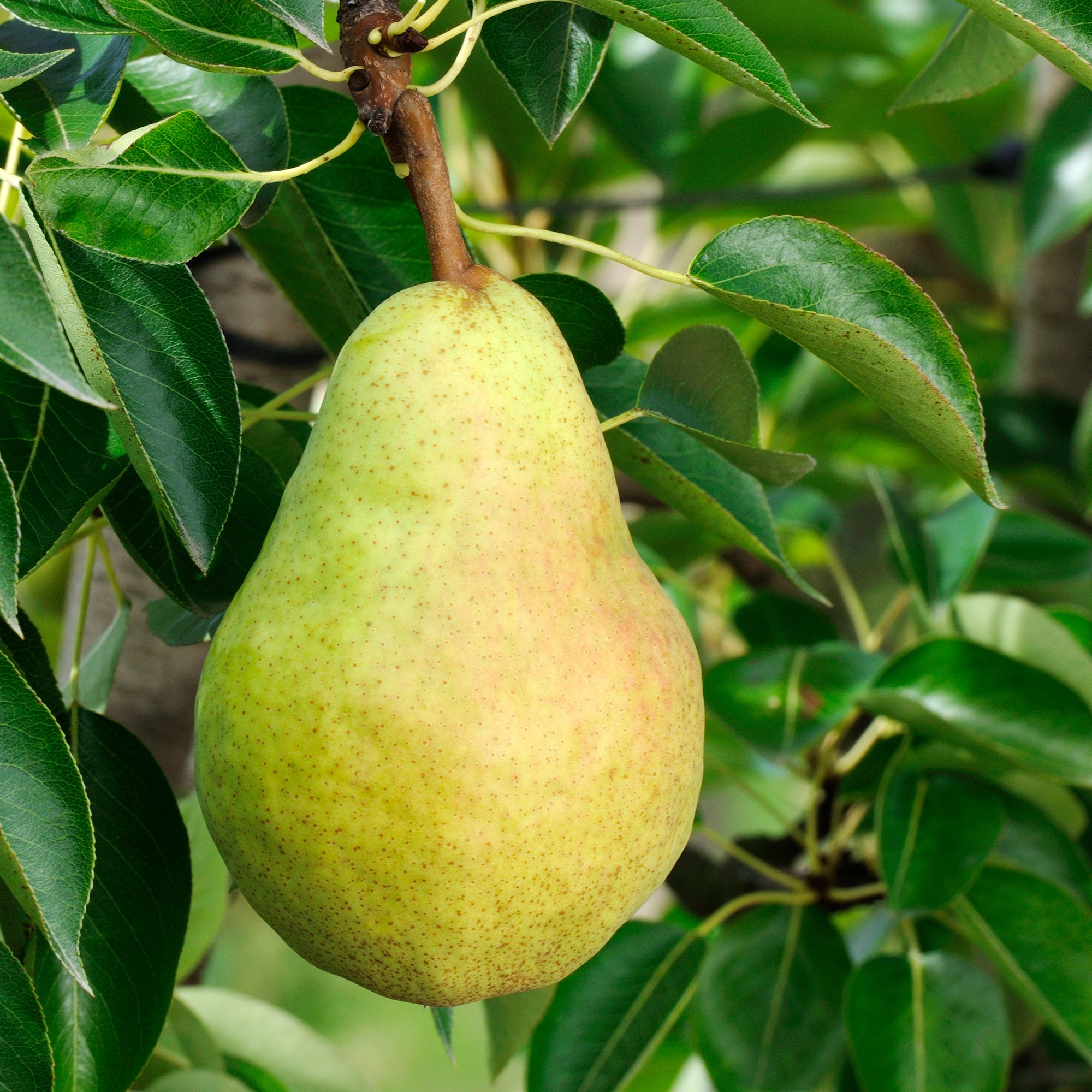 Bakker Williams poirier poire parfumée motte scion 80-100cm