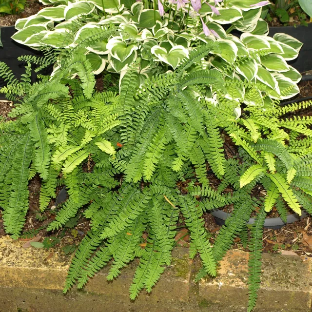 Passion Vivaces Adiantum pedatum fougère capillaire du Canada