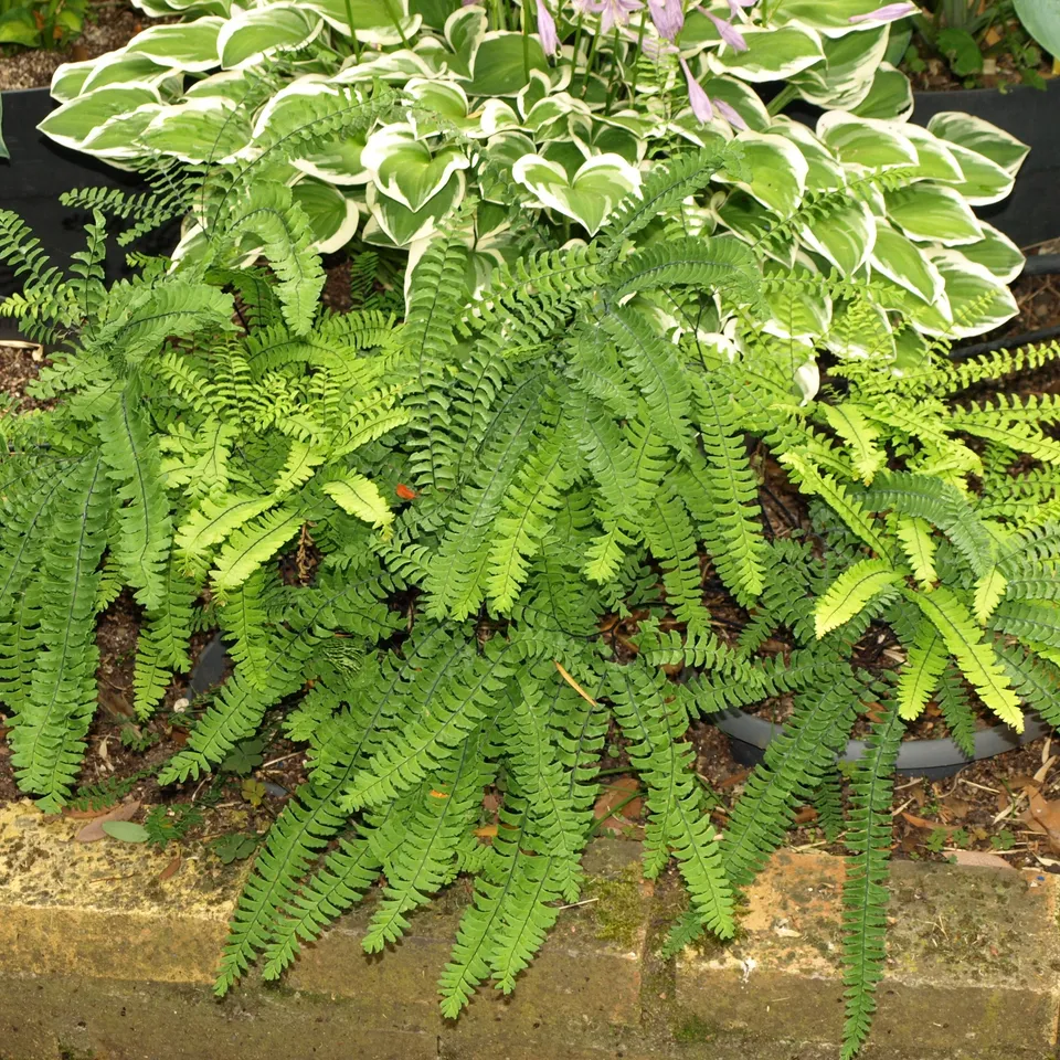 Passion Vivaces Adiantum pedatum fougère capillaire du Canada