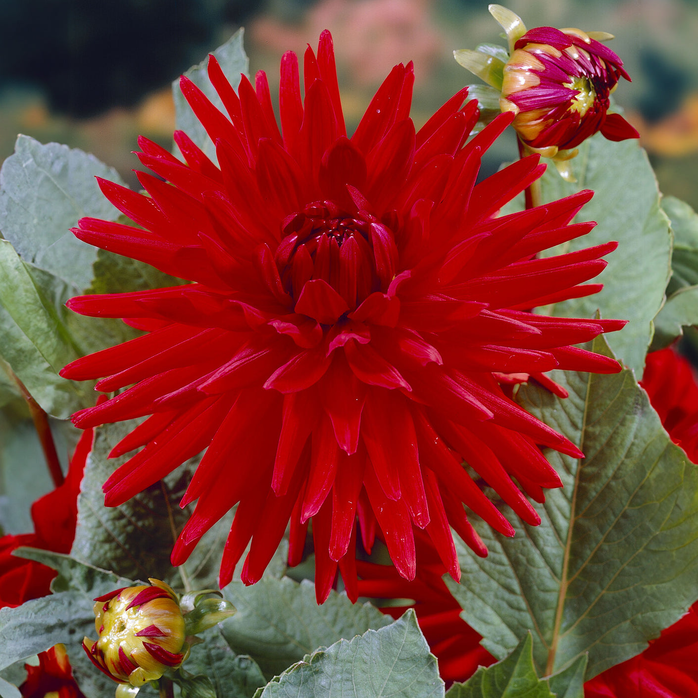 Bakker Red Pigmy dahlia cactus nain rouge 3 bulbes