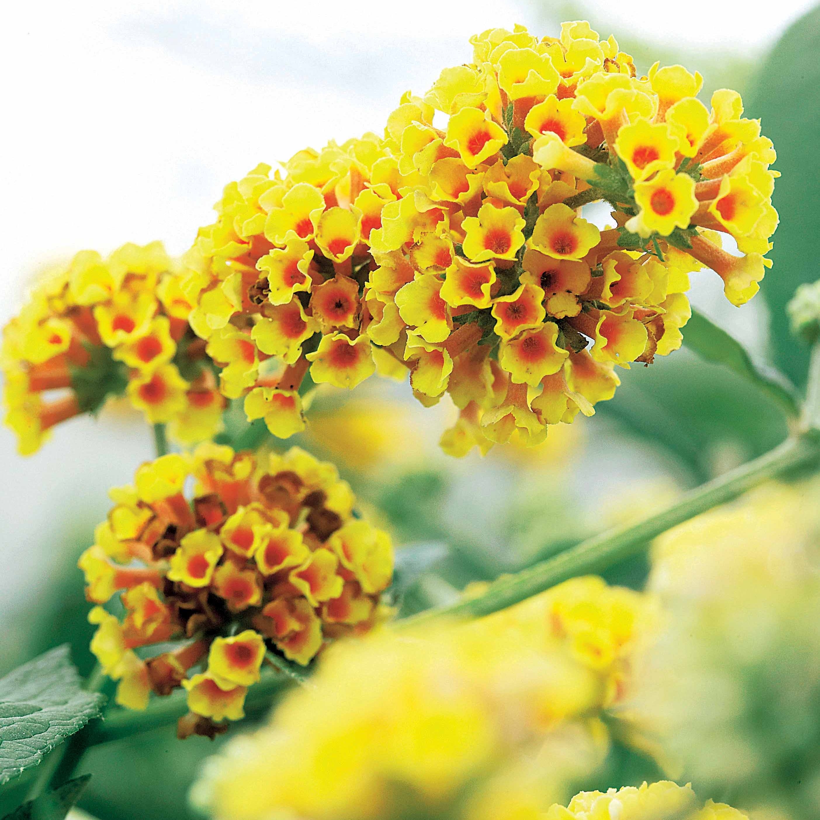 Bakker Sungold arbre à papillons pot 2L jaune mellifère