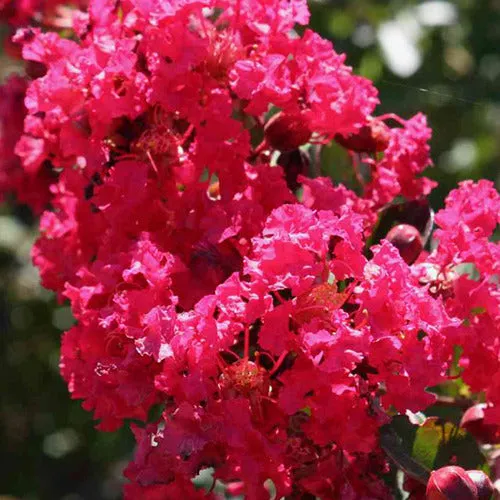 Bakker Petite Red lilas des Indes arbuste pot 1,3L fuchsia