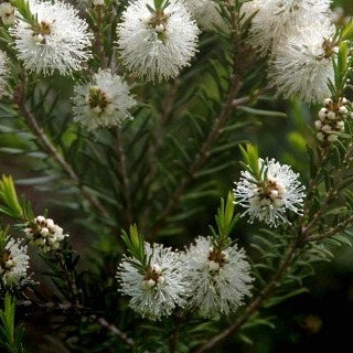 Bakker Arbre à thé Melaleuca arbuste pot 9cm blanc