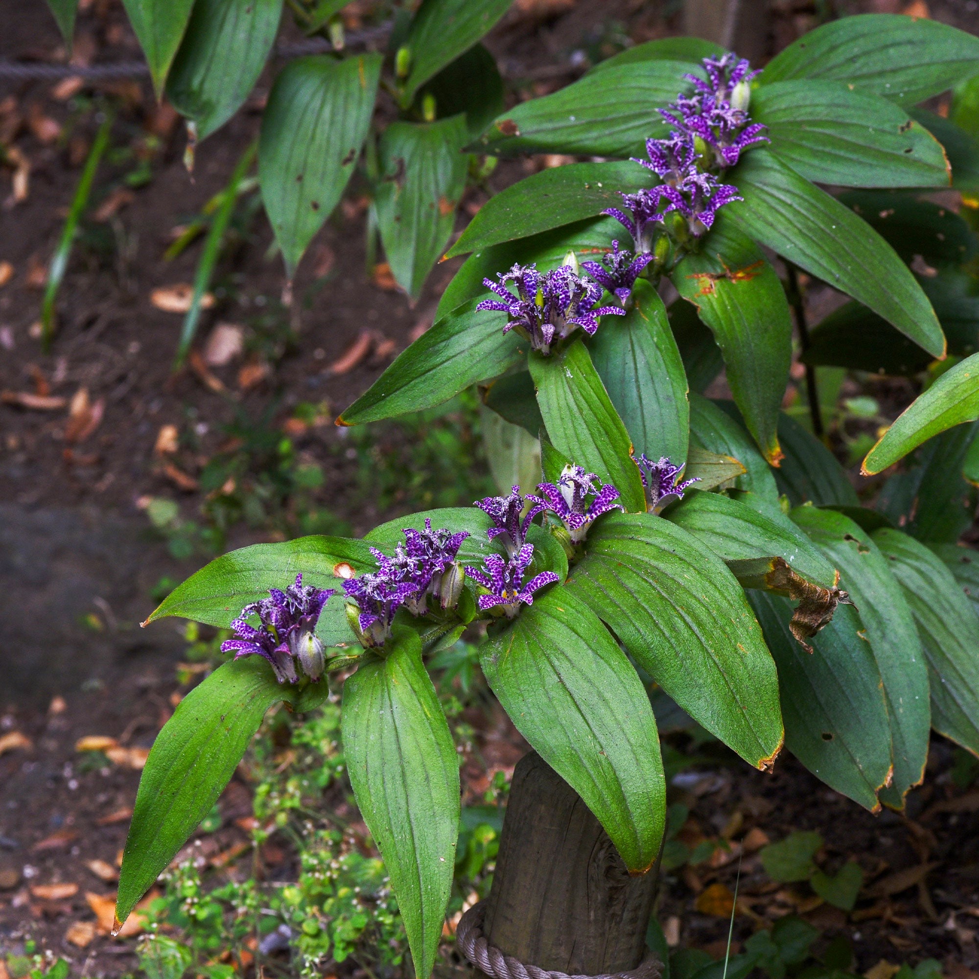 Bakker Tricyrtis hirta lys crapaud violet pot 8cm