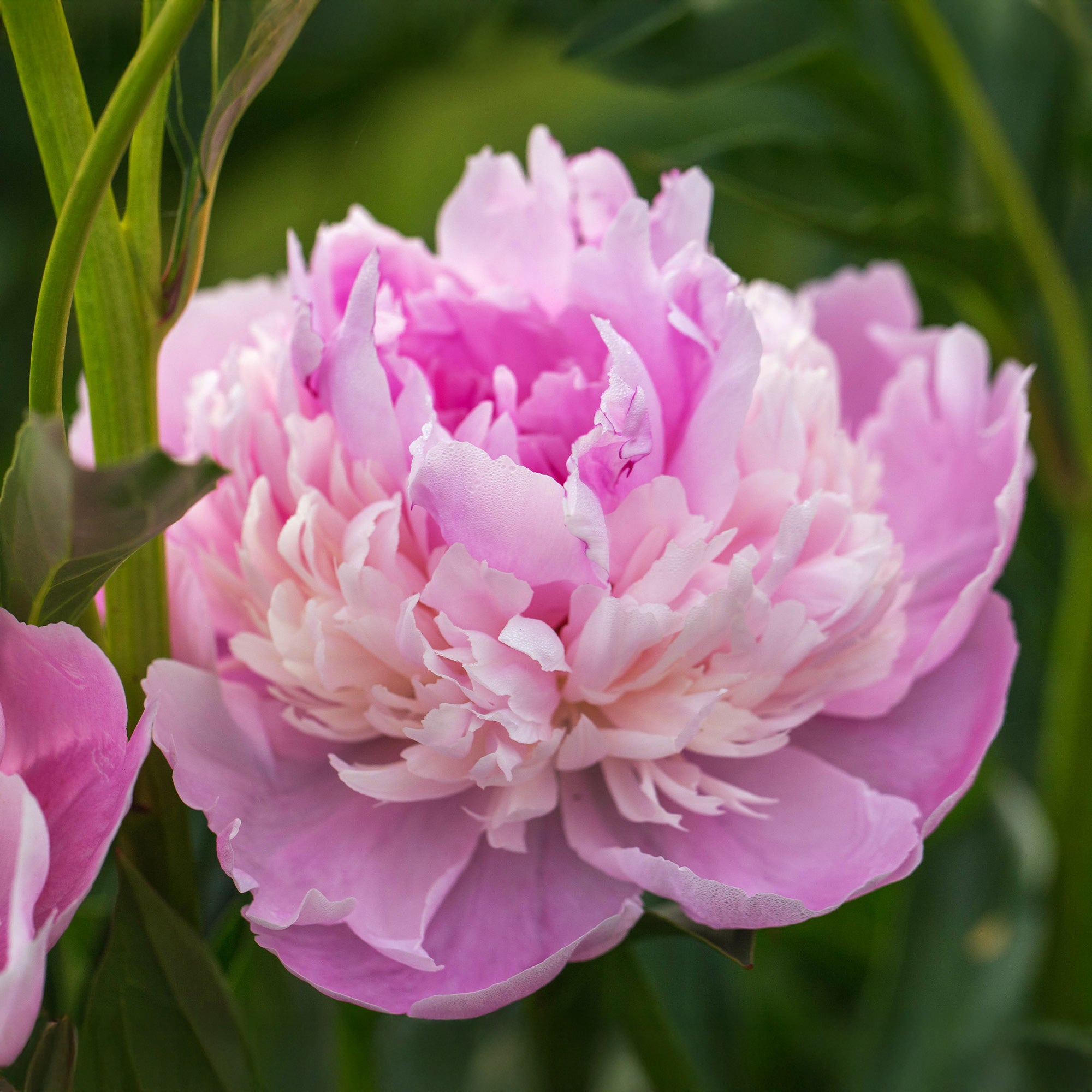 Bakker Plantes vivaces Pivoine Sorbet racine nue 2-3 yeux