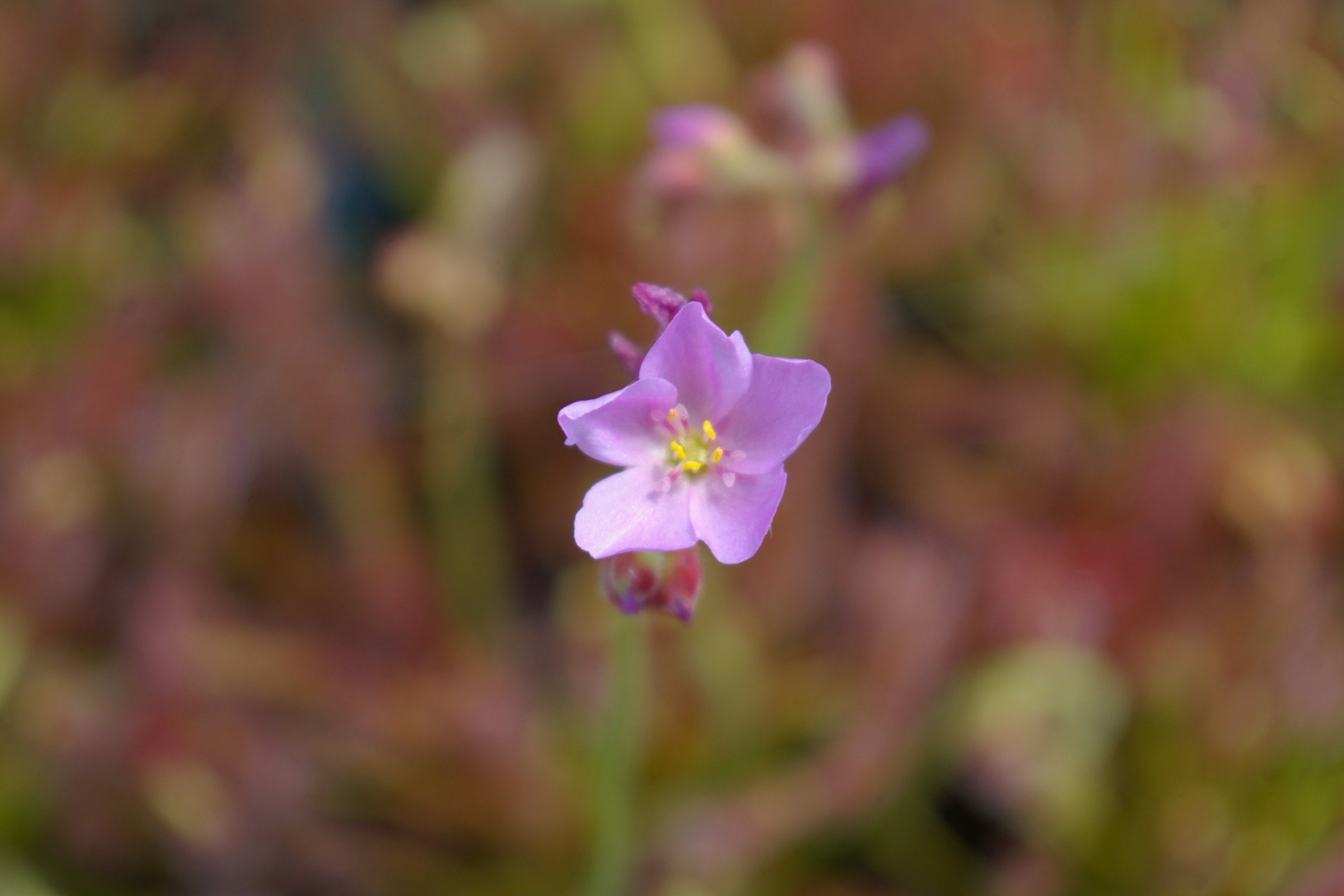 Carniflore Drosera capensis Narrow Leaf plante carnivore 9cm