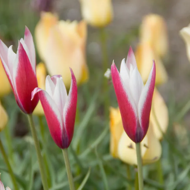 Bakker Peppermint Stick tulipe 12 bulbes rouge blanc