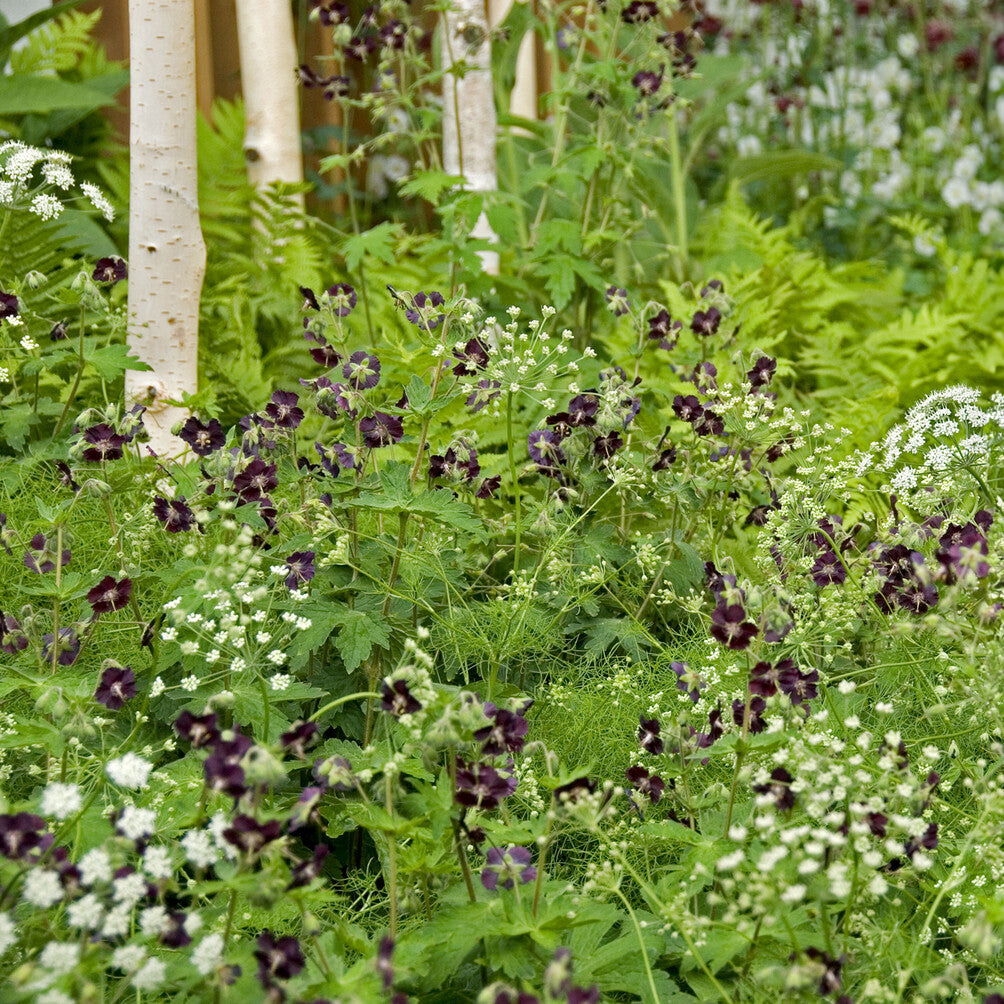 Bakker Géranium livide vivace violet pot 9cm