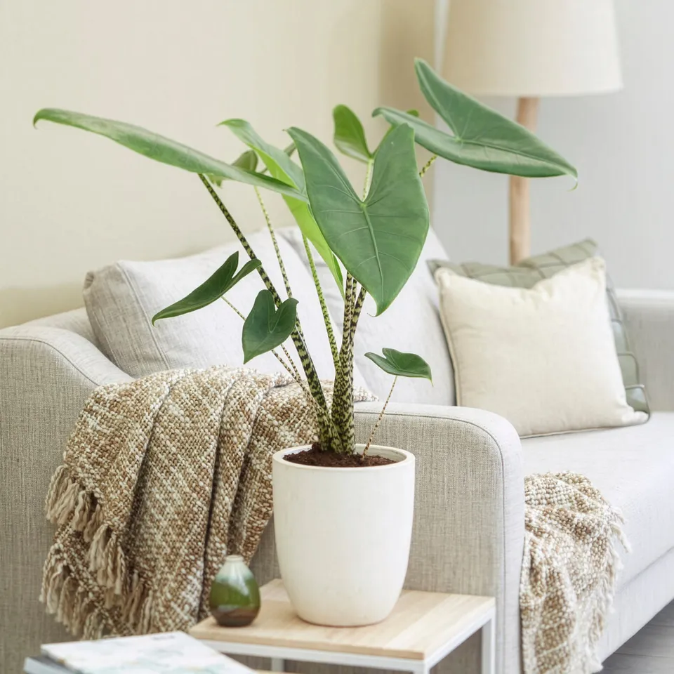 Bakker Zebrina alocasia tigré pot Ø14 cm 40-50 cm