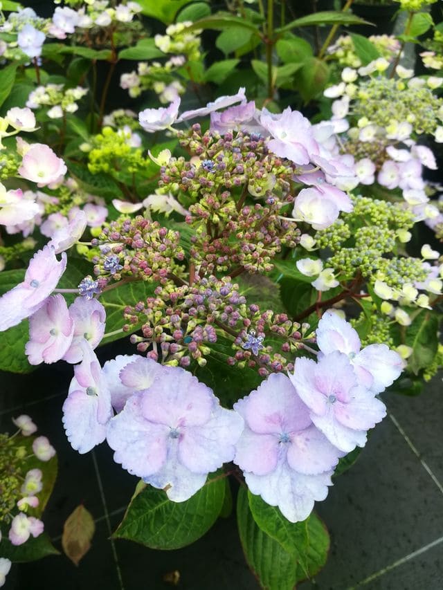 Les Hortensias du Haut Bois Klaveren hortensia plat dentelle blanche