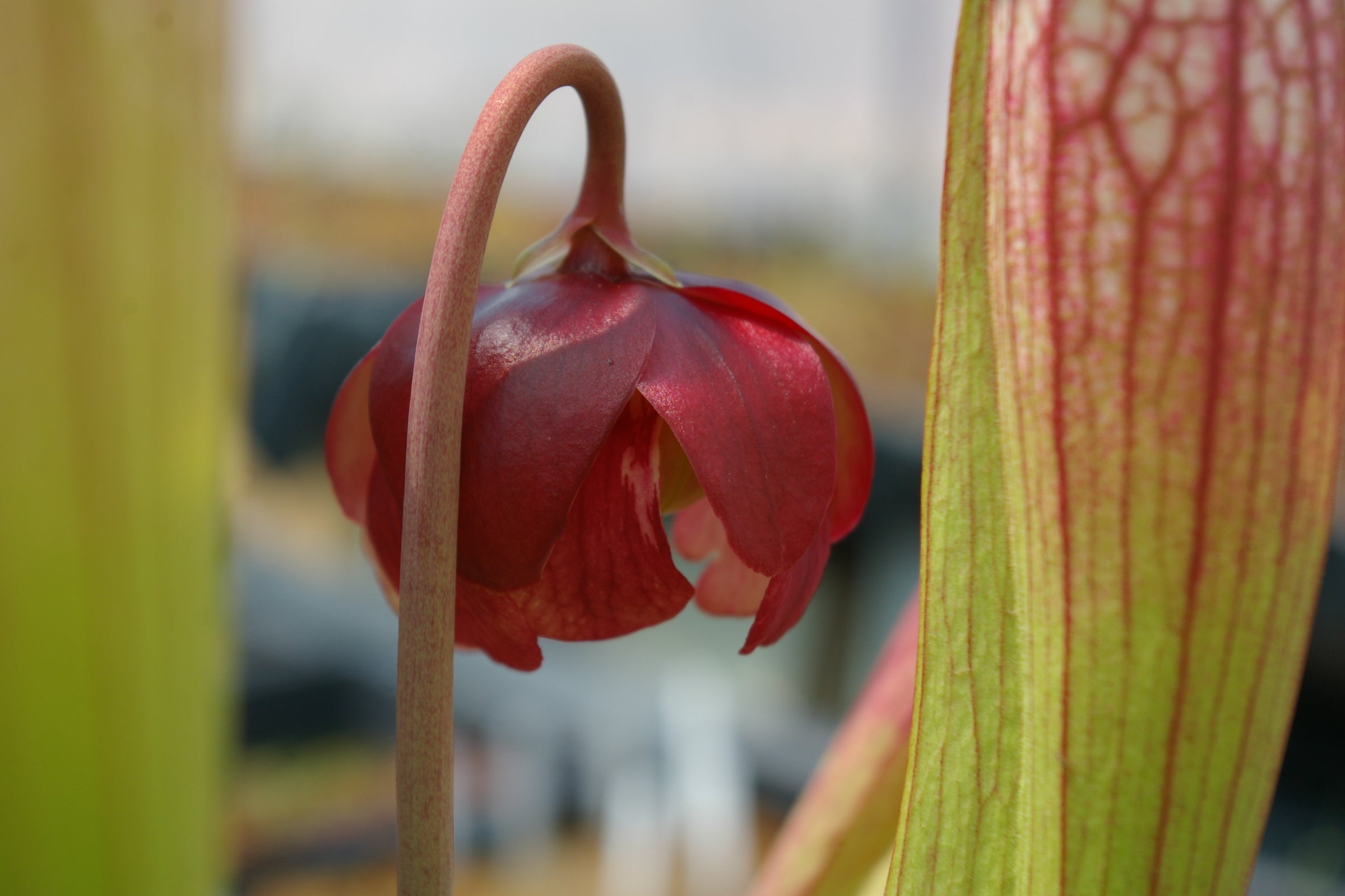 Carniflore Sarracenia 'Eva' plante carnivore 1 point blanc