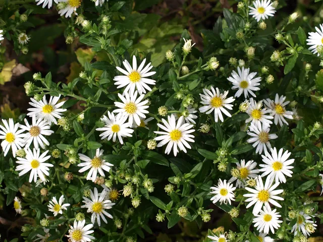 Passion Vivaces Aster Ashevi aster blanc godet cœur or