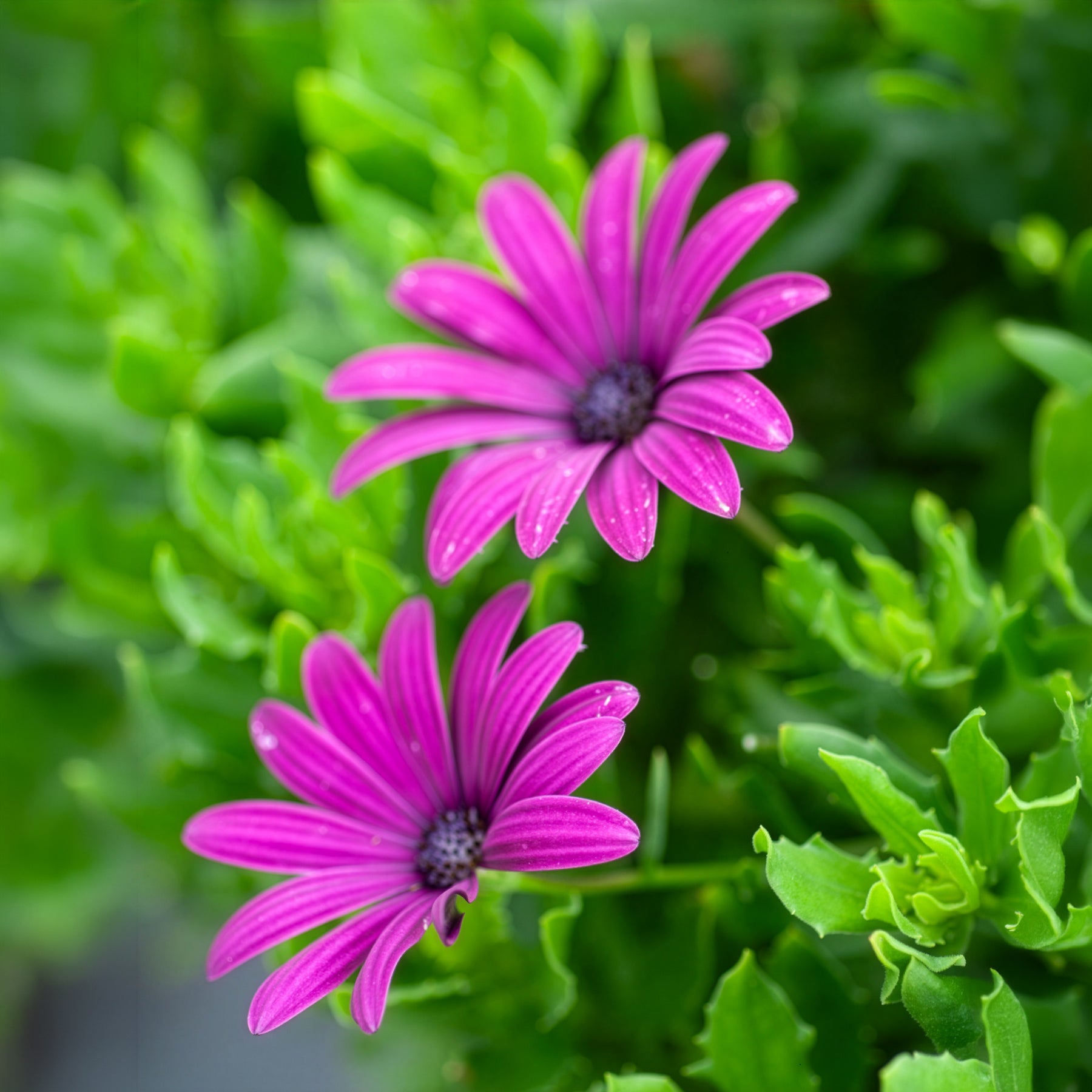 Bakker Marguerites du Cap pourpres lot 3 pots fleur fuchsia