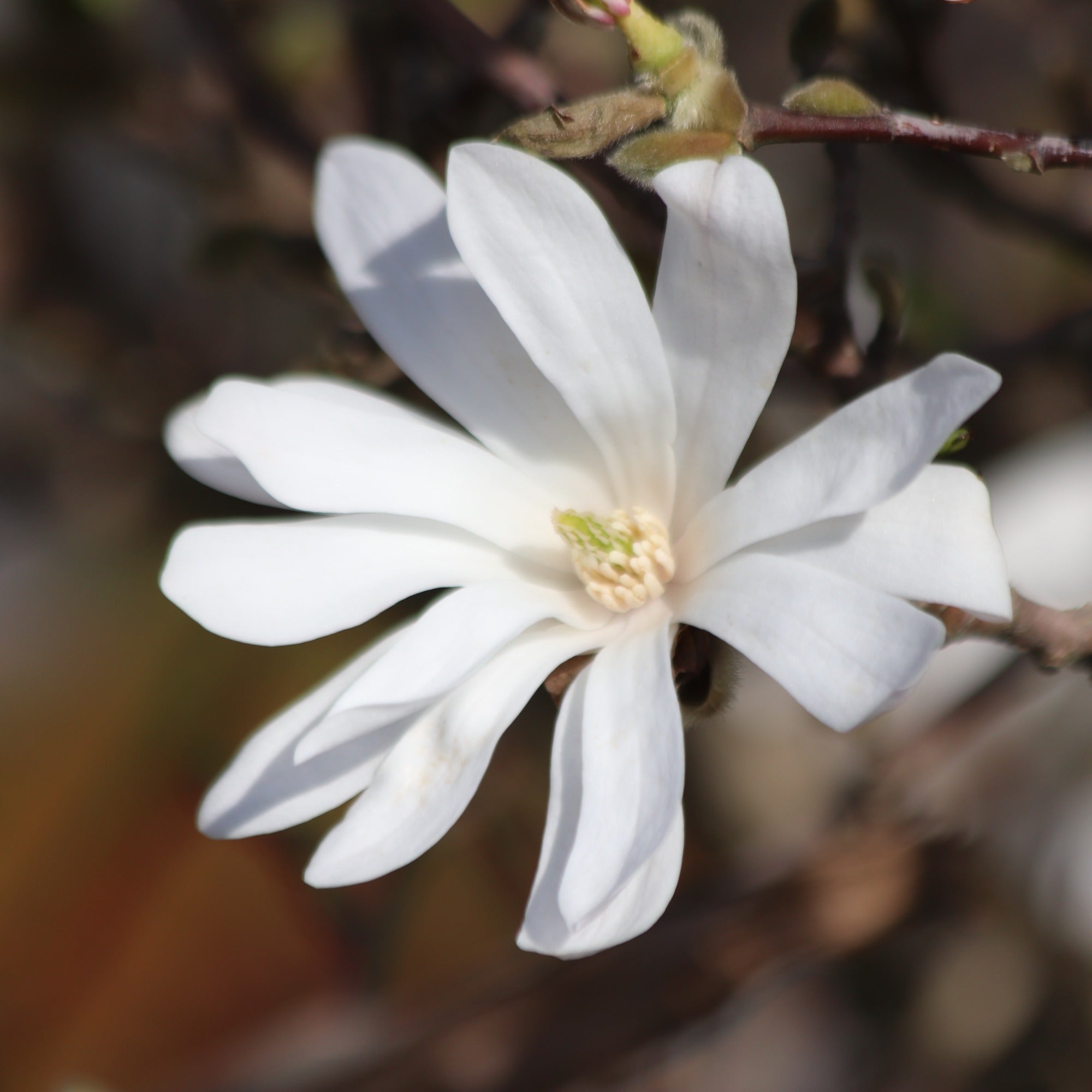 Bakker Magnolia Royal Star arbuste pot 2L 30-40cm blanc