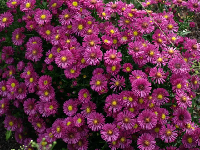 Passion Vivaces Aster dumosus Dandy plante godet rouge pourpré
