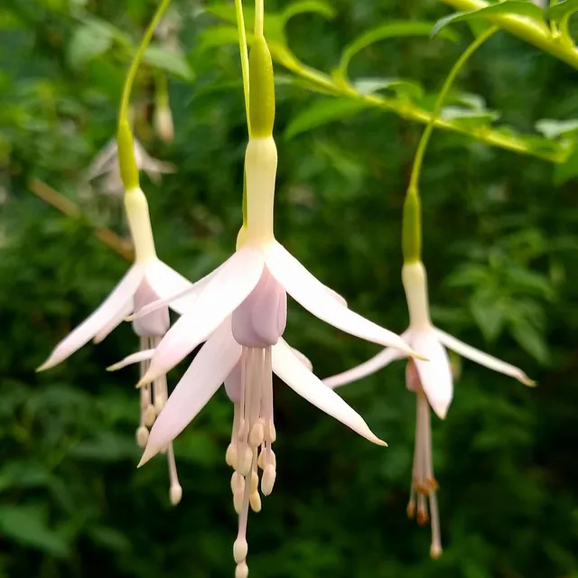 Bakker Fuchsia Magellan Sharpitor plante terrasse pot 2L blanc
