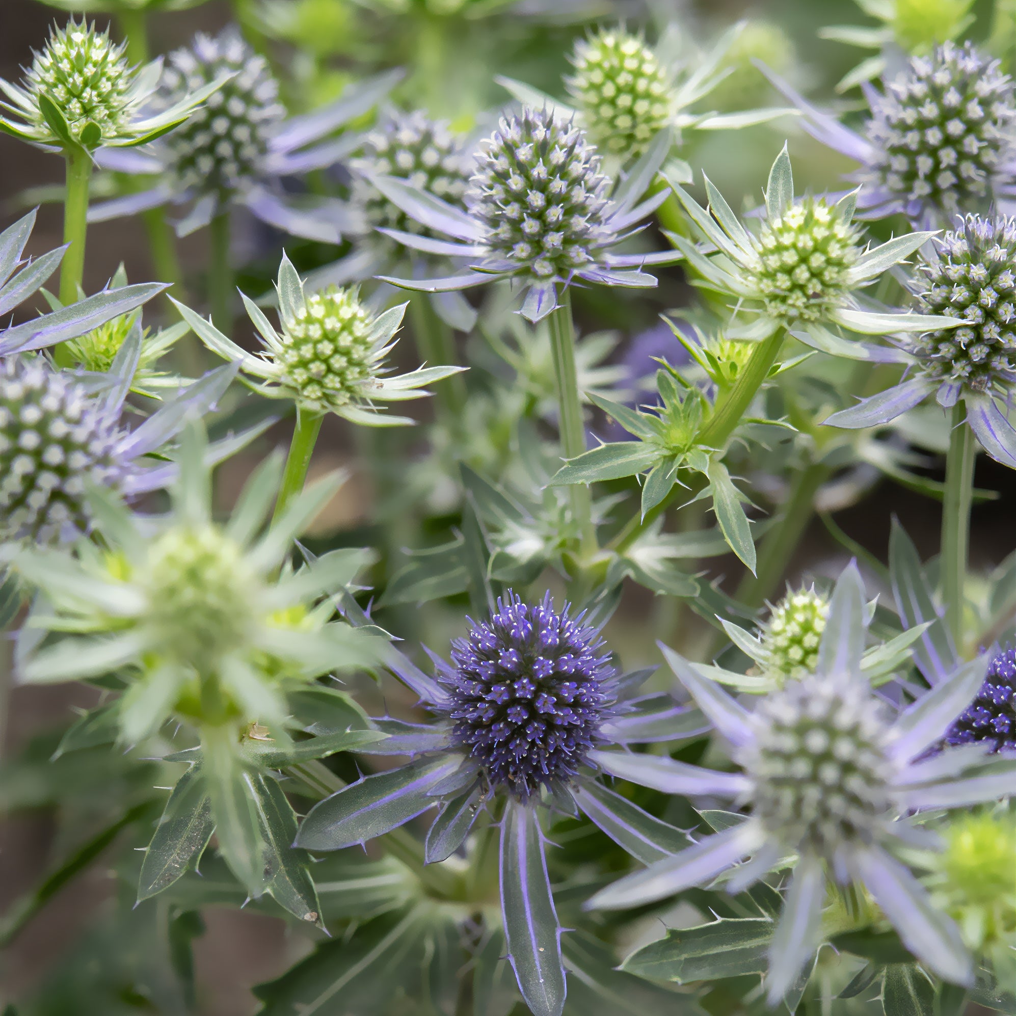 Bakker Panicaut Blue Hobbit vivace pot 9cm bleu acier