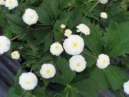 Passion Vivaces Ranunculus aconitifolius Flore Plena vivace pot 1L