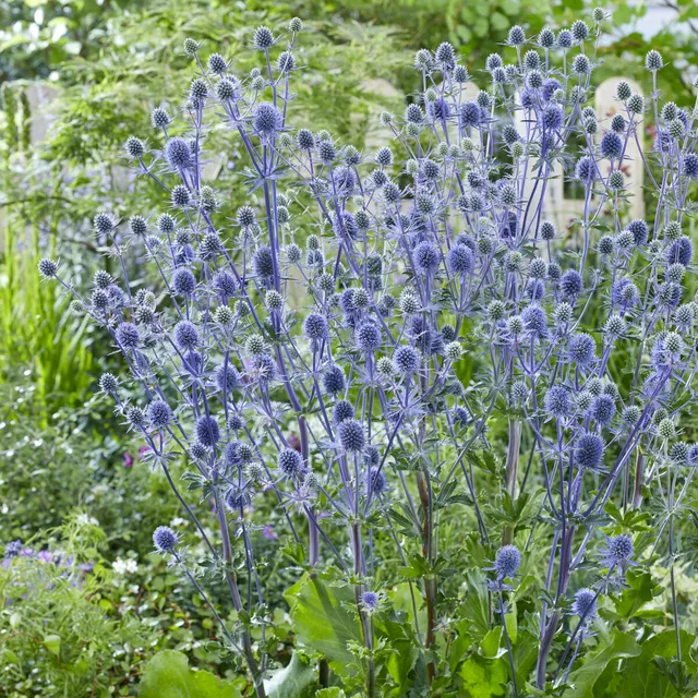 Bakker Chardon bleu panicaut vivace 3 racines nues