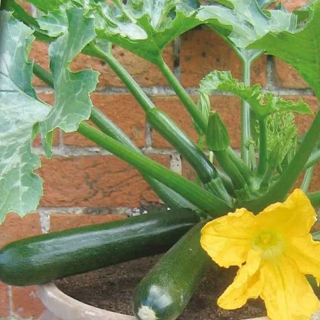 Bakker Courgette Patio Star F1 graine pot sachet 10 graines jaune