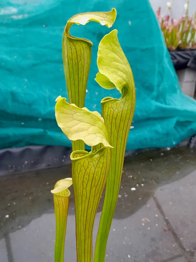Carniflore Sarracenia x areolata fluted form plante carnivore 1 point