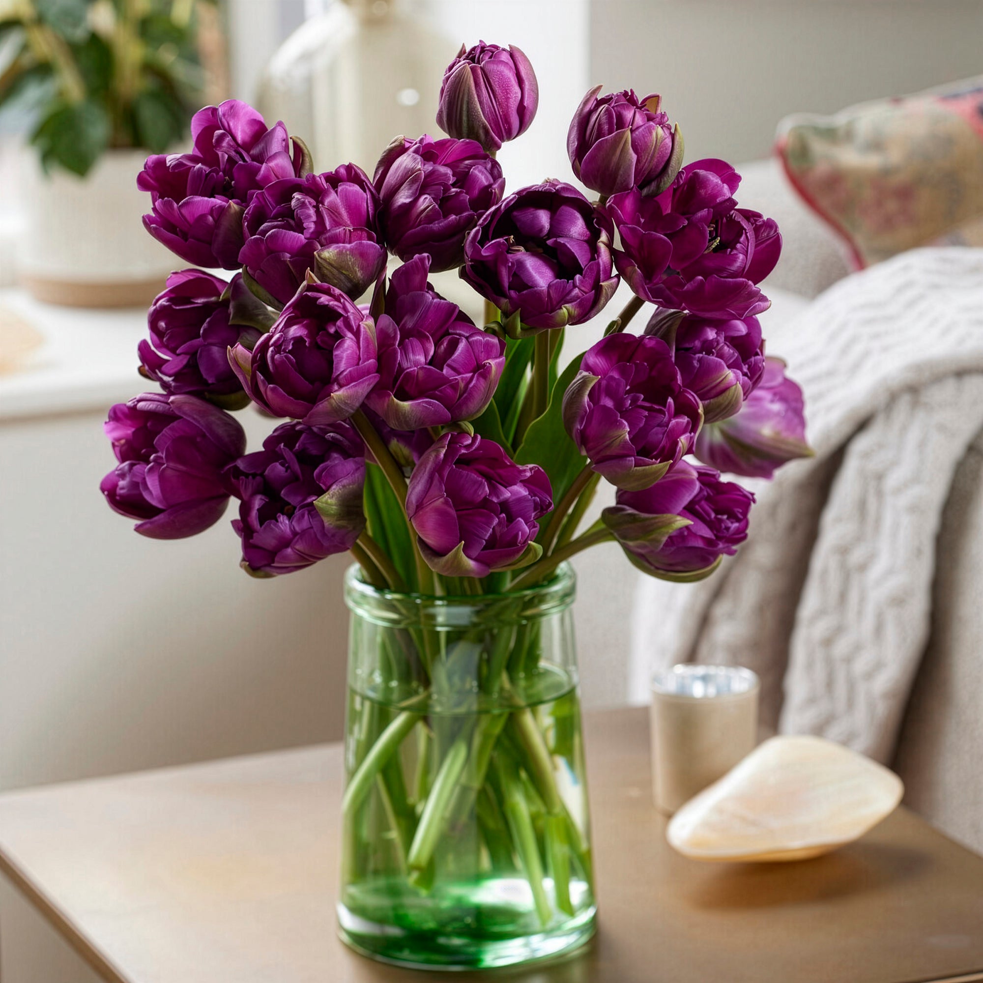 Bakker Tulipe Negrita bulbes sachet 10 violet Triomphe