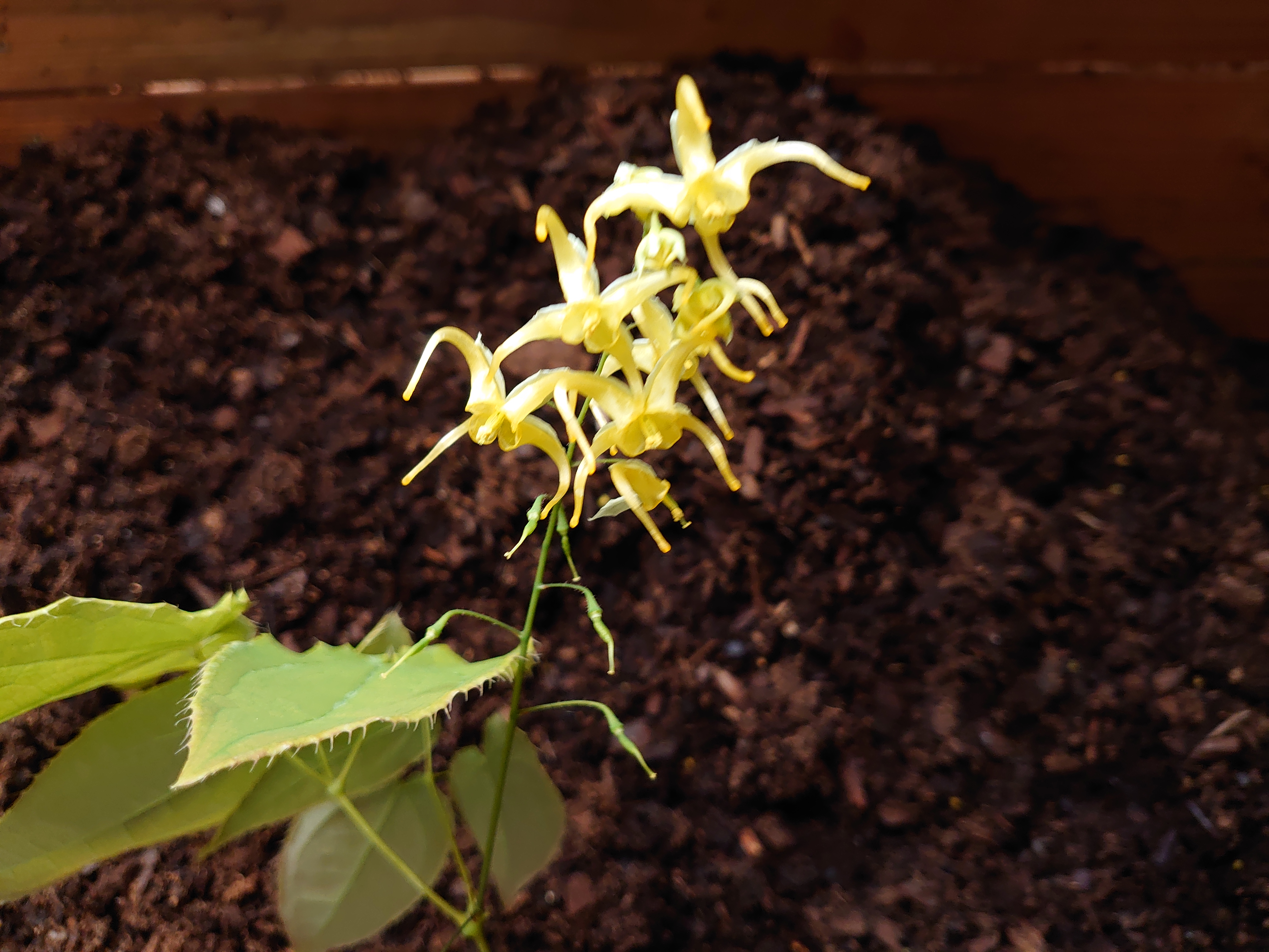 Passion Vivaces Epimedium franchetii Brimstone Butterfly plante vivace pot 1L