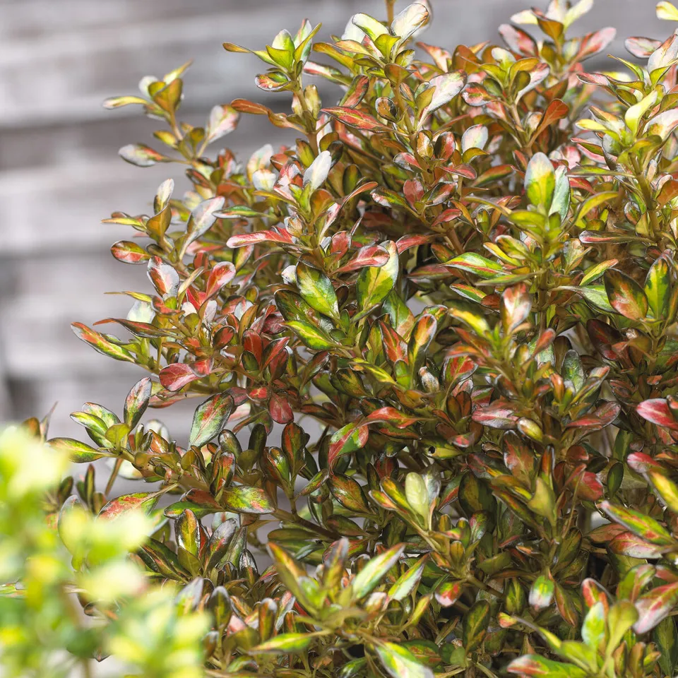 Bakker Coprosma Evening Glow arbuste pot 9cm orange