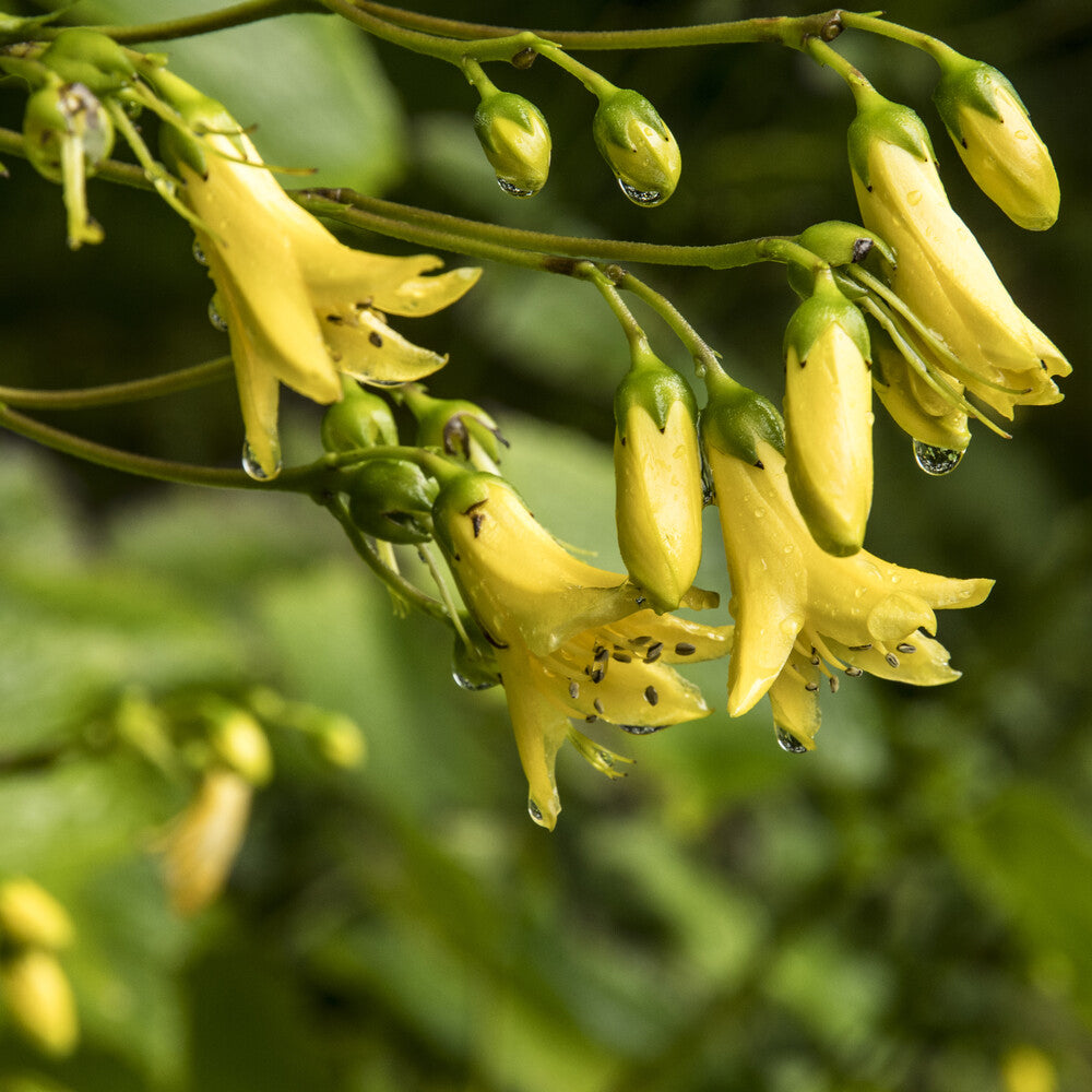 Bakker Fleur de cire de Corée vivace pot 9cm jaune ombre