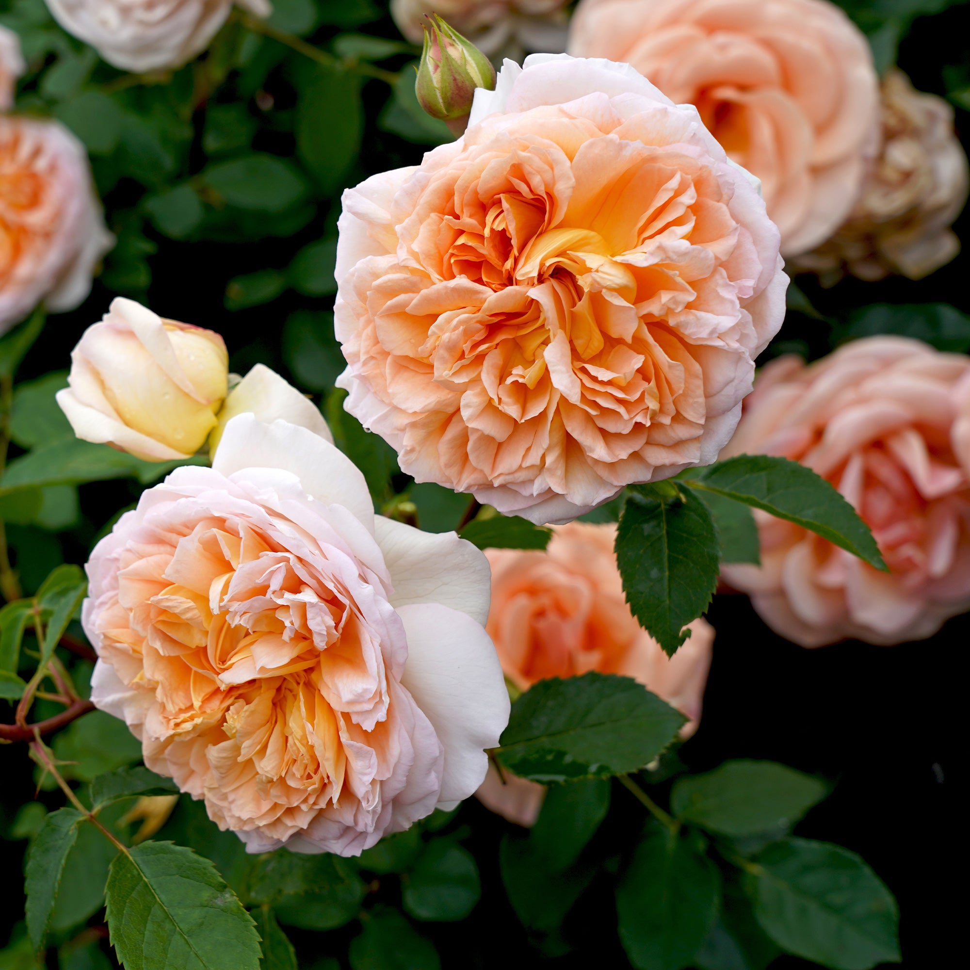 Bakker Rosier Bathsheba Auschimbley grimpant pot 4L abricot