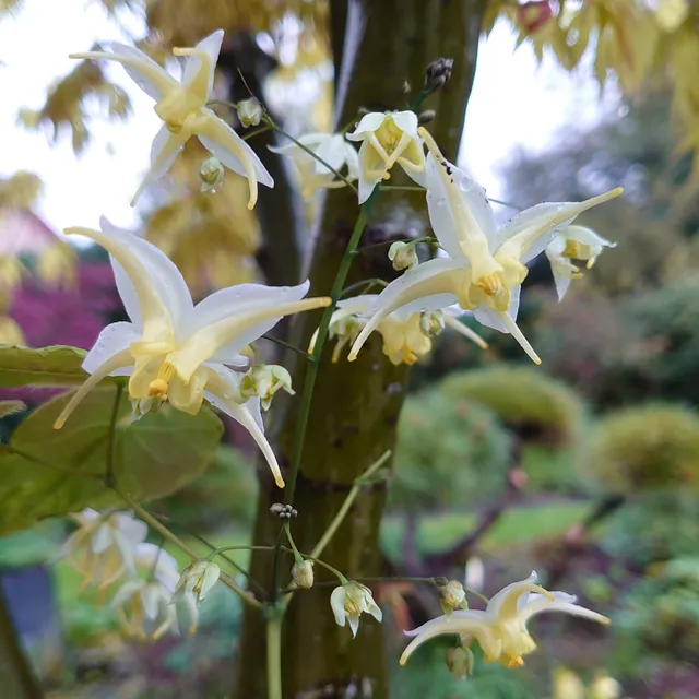 Passion Vivaces Epimedium 'Egret' fleur des elfes blanc jaune