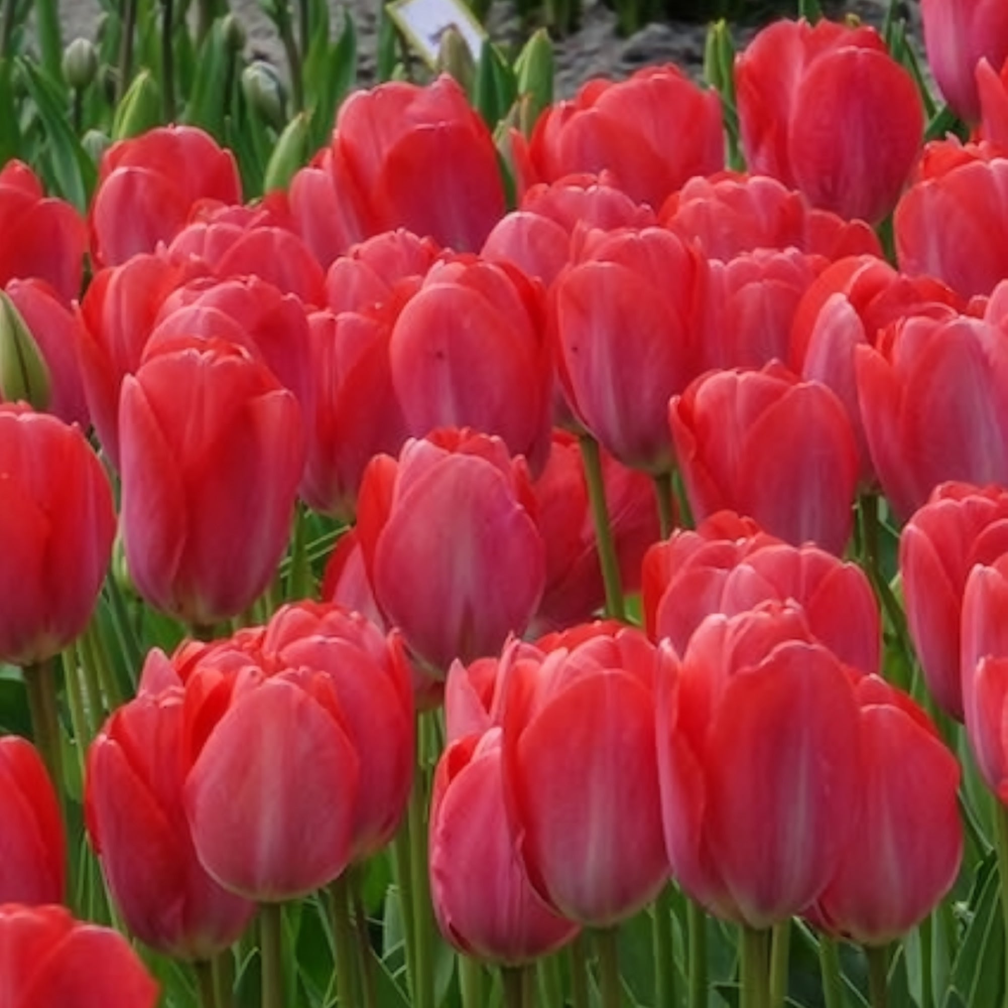 Bakker Van Eijk tulipe rose lot de 10 bulbes fleur coupée