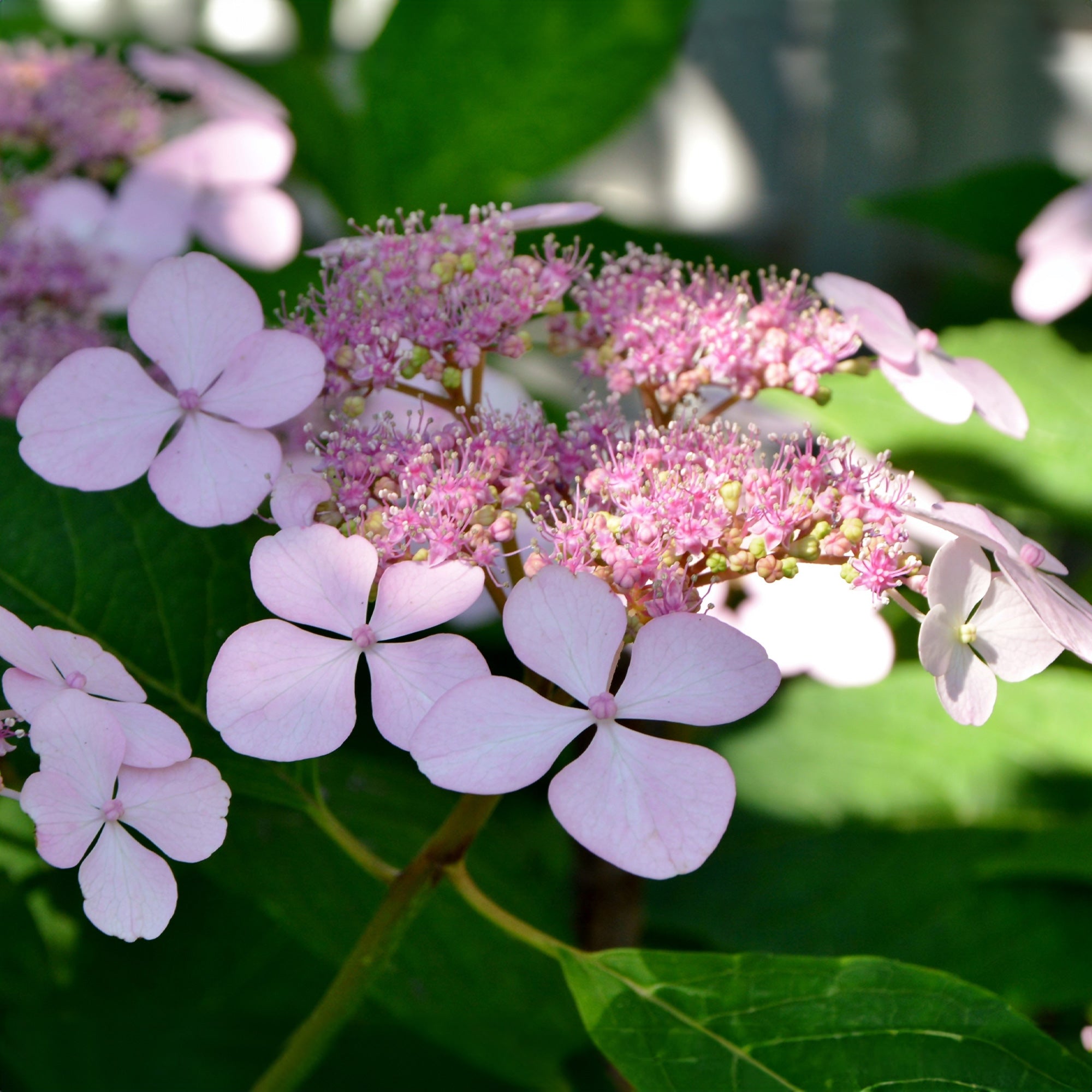 Bakker Été indien hortensia pot 13 cm rose 15-20 cm