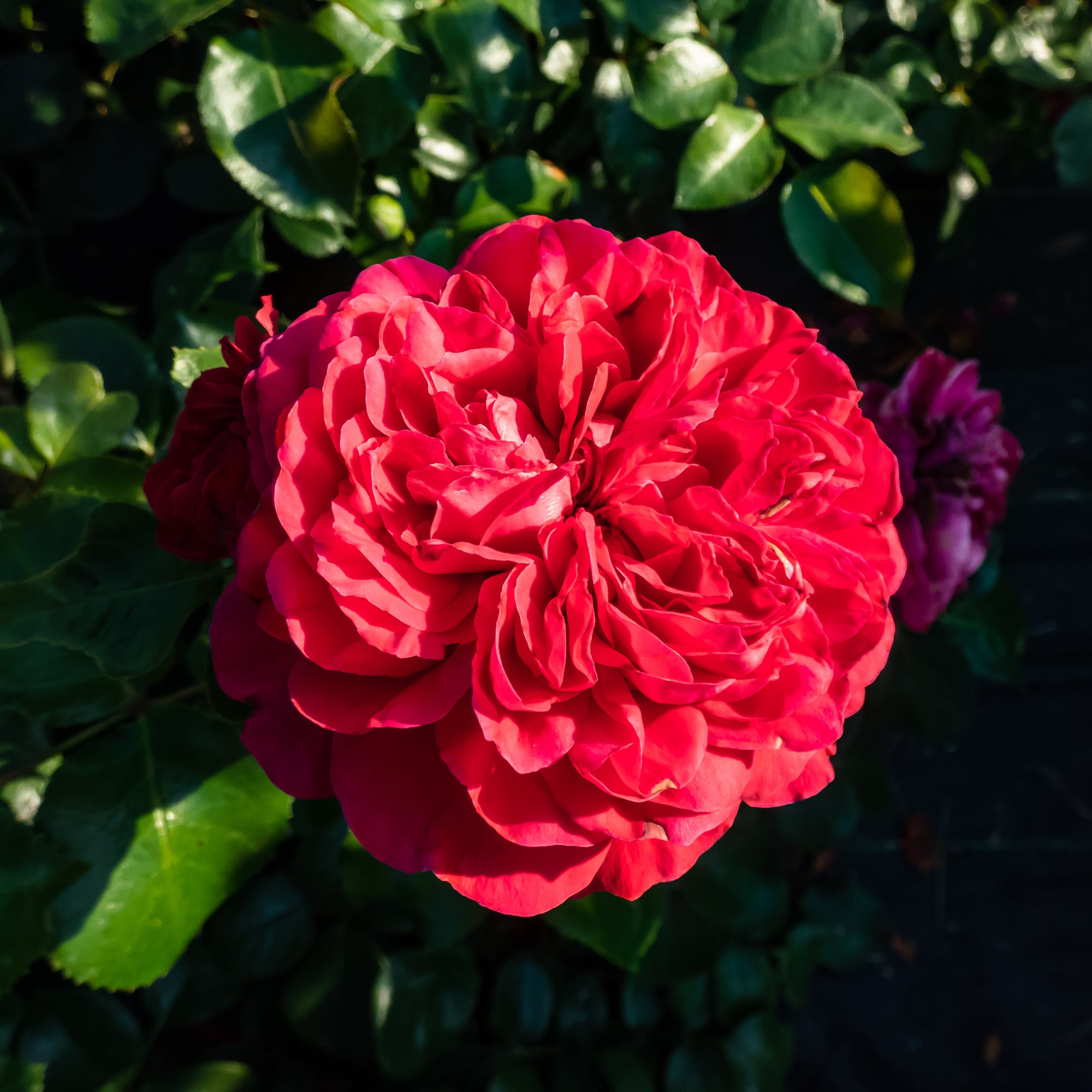 Bakker Rosiers Red Leonardo da Vinci rosier pot 4L rouge ADR