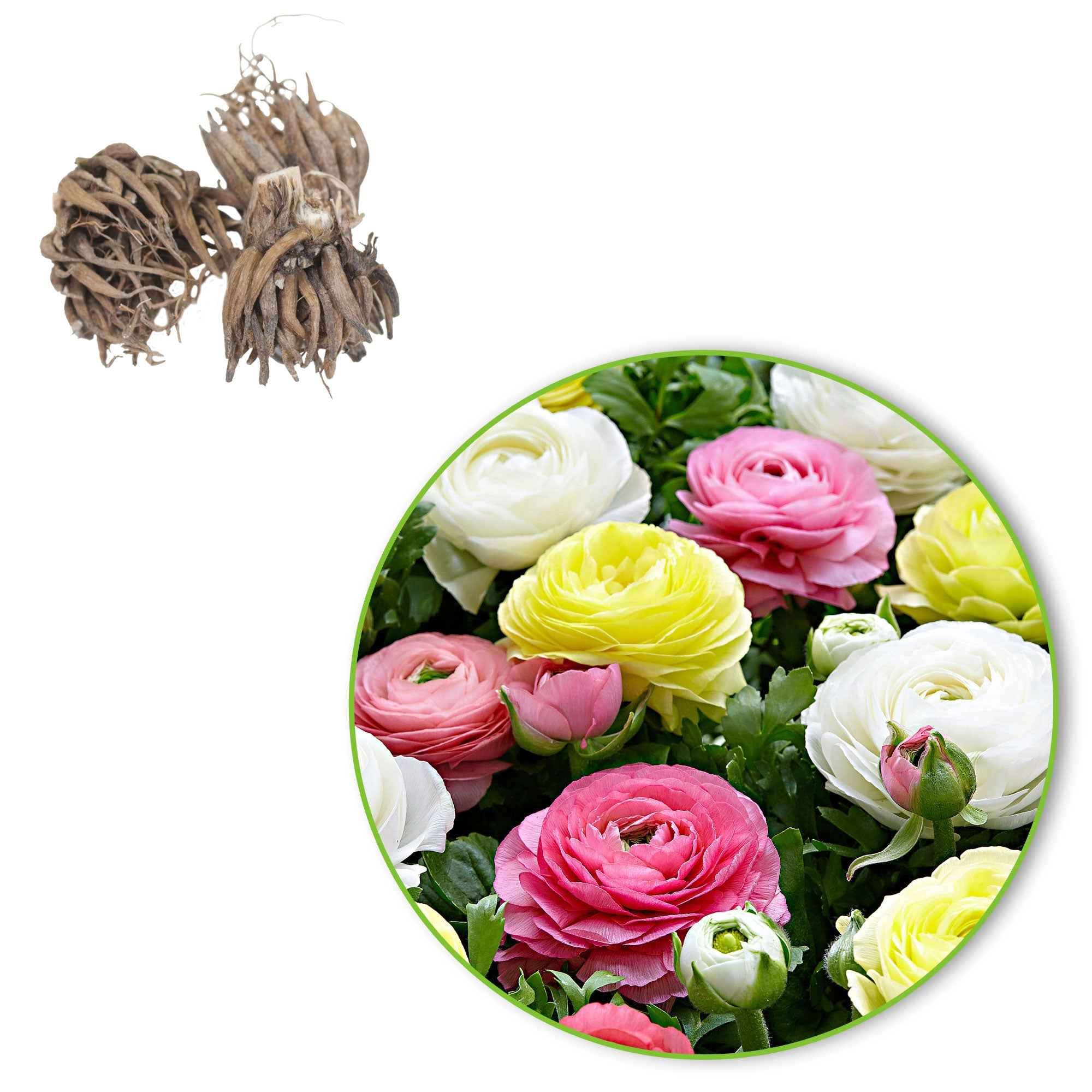 Bakker Bulbes 30 Renoncules pastel mélange fleurs doubles 5-6cm