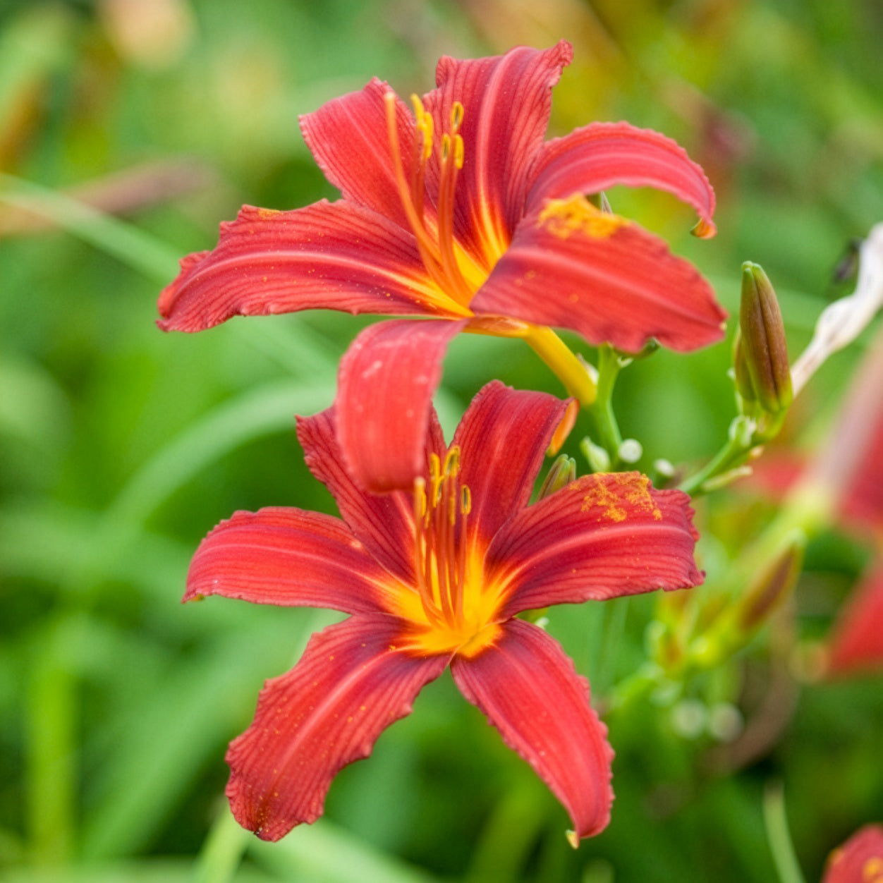 Bakker Hémérocalle Crimson Pirate vivace pot Ø 9cm rouge