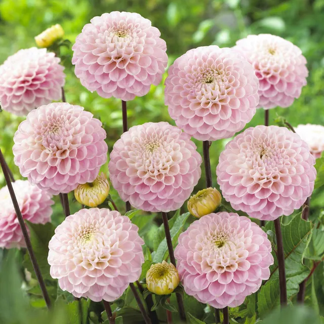 Bakker Wizard of Oz dahlia ball bulbe rose calibre I