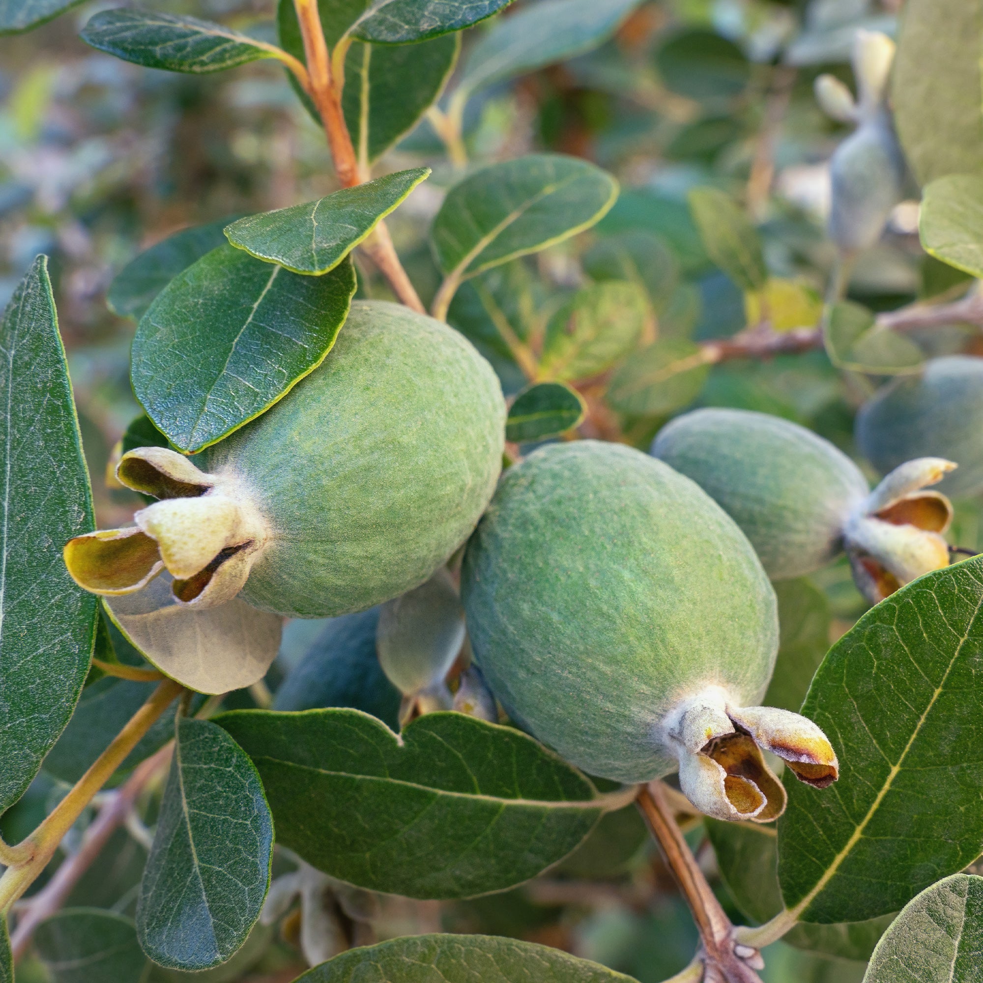 Bakker Goyavier du Brésil Feijoa fruitier godet Ø 9 cm
