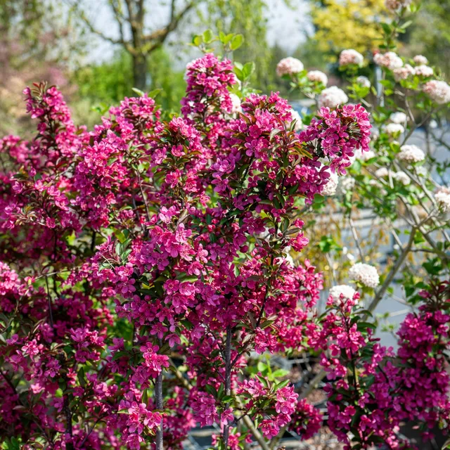 Bakker Pommier d'ornement Coccinella arbre pot 1L rose