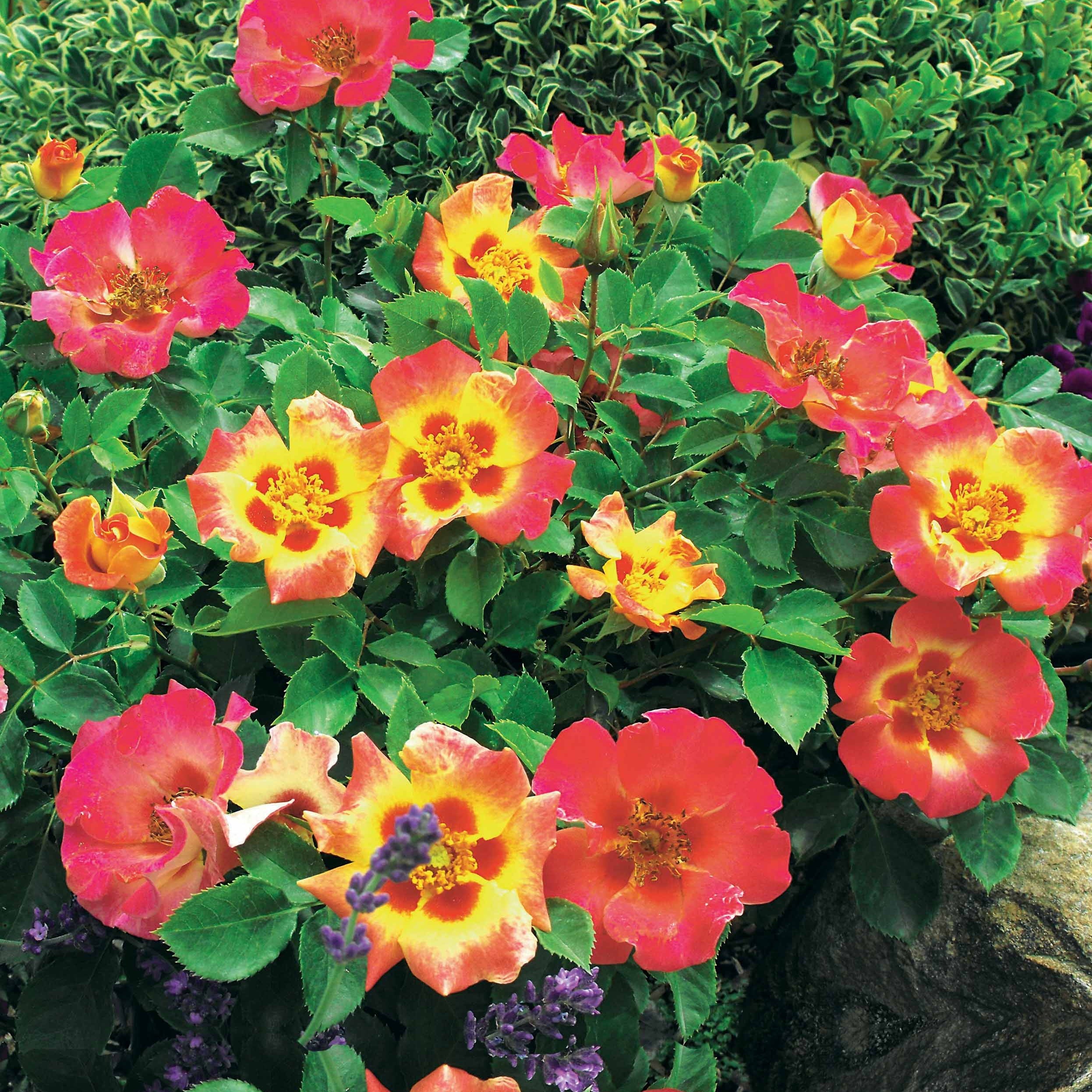 Bakker Rosier Babylon Eyes Sunshine jaune la motte